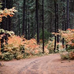 Trail to the Yurt