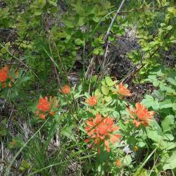 Indian paintbrush flower