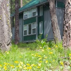 Arnica by the suites maple trees