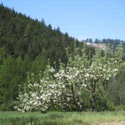 Apple tree in spring