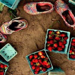 baskets of strawberries