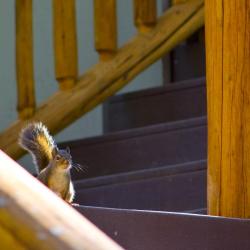 squirrel on stairs at lodge