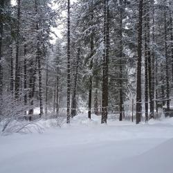 Lodge lawn in winter