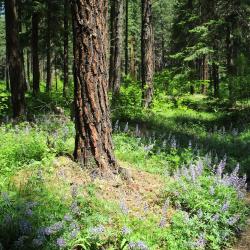 Lupine in spring