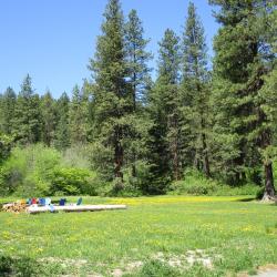 Meadow fire pit with dandelions