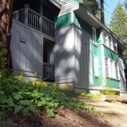 Pine facility with arnica flowers