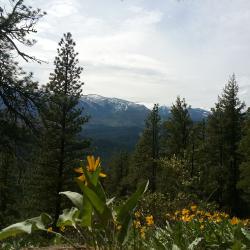 View from blue ridge trail in spring