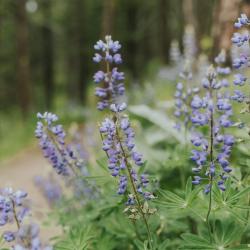 Lupine on the trail in spring