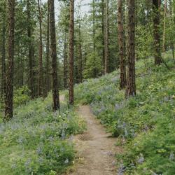 Hiking trails in the forest and on the ridge lines