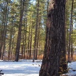 Side lawn of lodge in winter